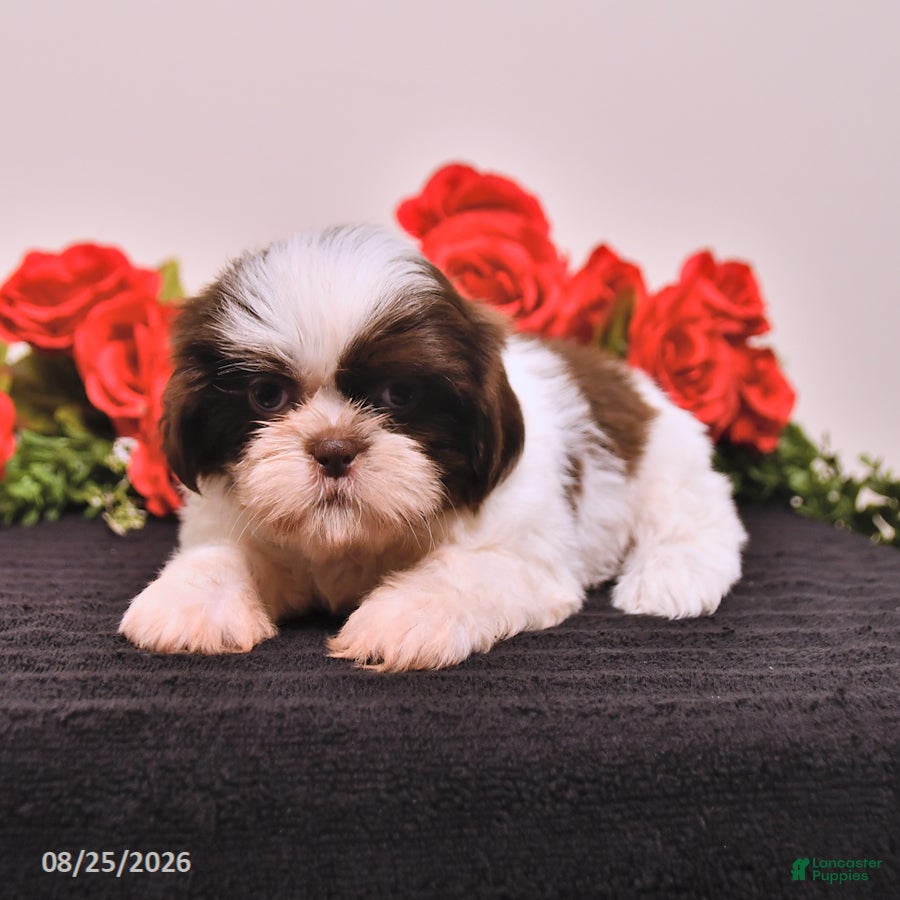Shih Tzu dogs Sugar - Ad 2