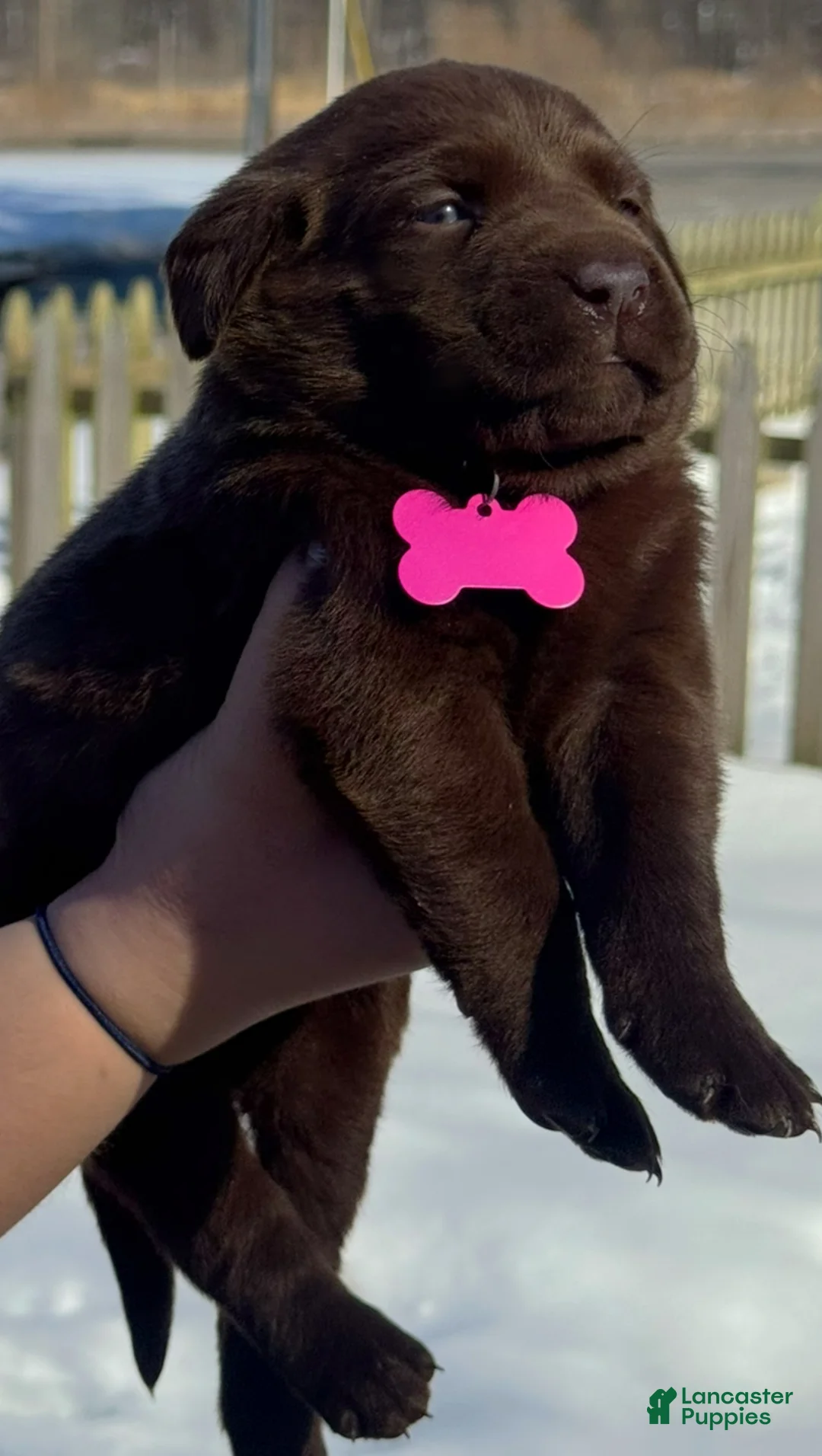Labrador Retriever dogs for sale: georgann  - Ad 18