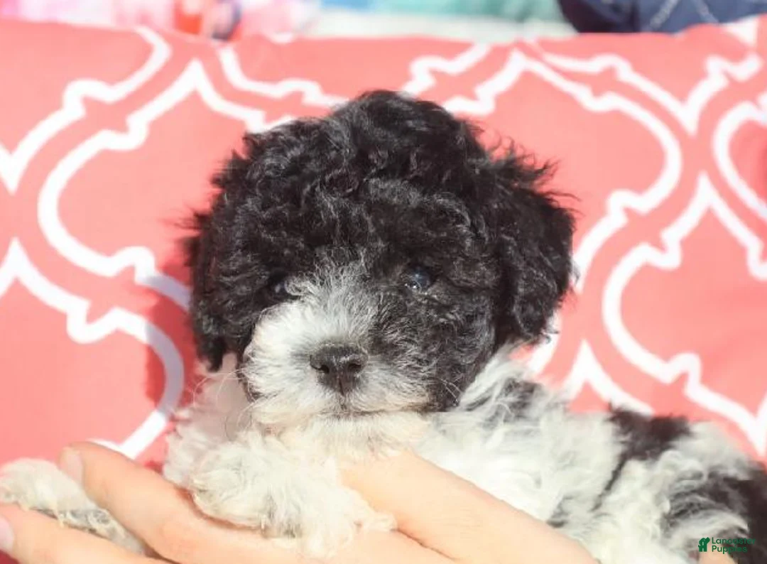 Bichpoo dogs for sale: Brandi - Ad 6
