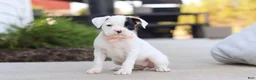 Boxer dogs for sale: Layla - Ad 1