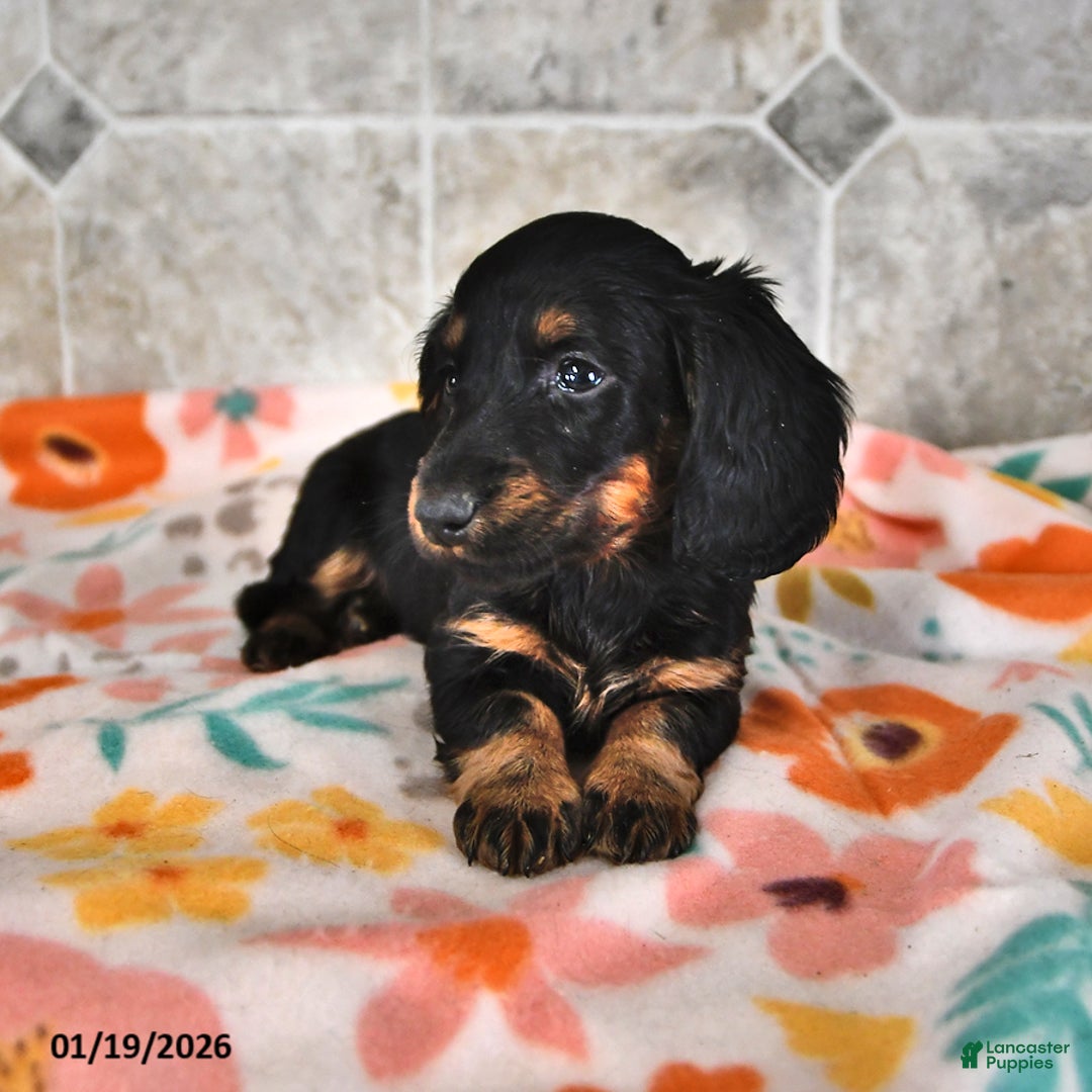 Miniature Dachshund dogs for sale: Rex - Ad 1