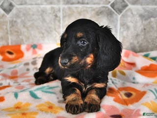 Miniature Dachshund dogs for sale: Rex - Ad 3