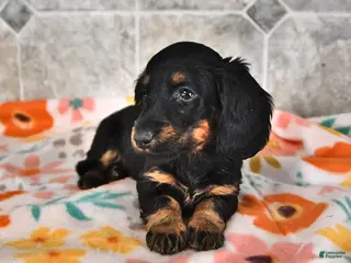 Miniature Dachshund dogs Rex - Ad 12