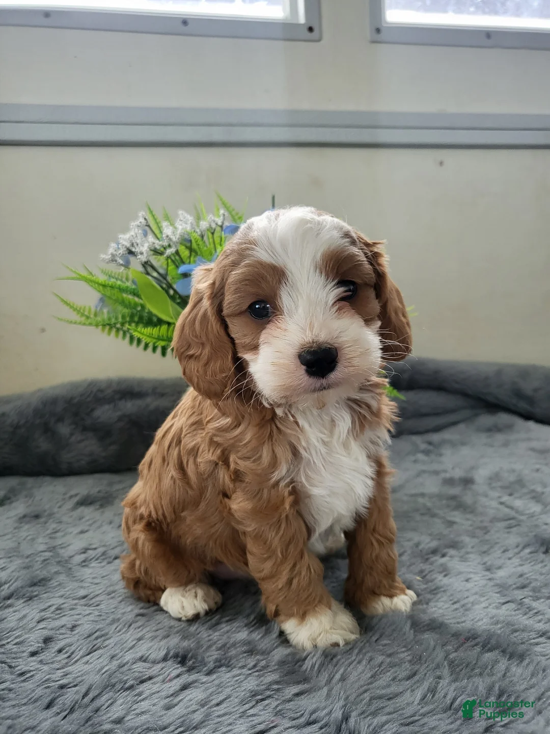 Cavapoo dogs for sale: Cavapoo 2 Puppy Cooper - Ad 2