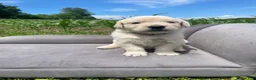 Golden Retriever dogs for sale: Iris - Ad 2