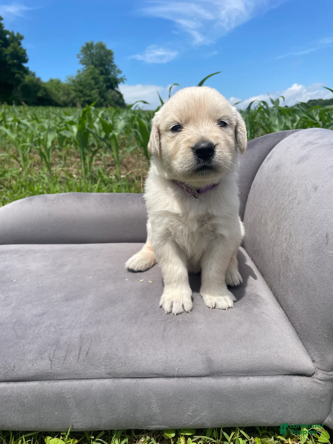 Golden Retriever dogs for sale: Iris - Ad 2