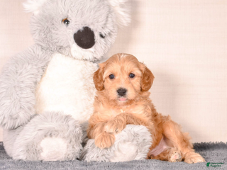 Cavapoo dogs Steve - Ad 15