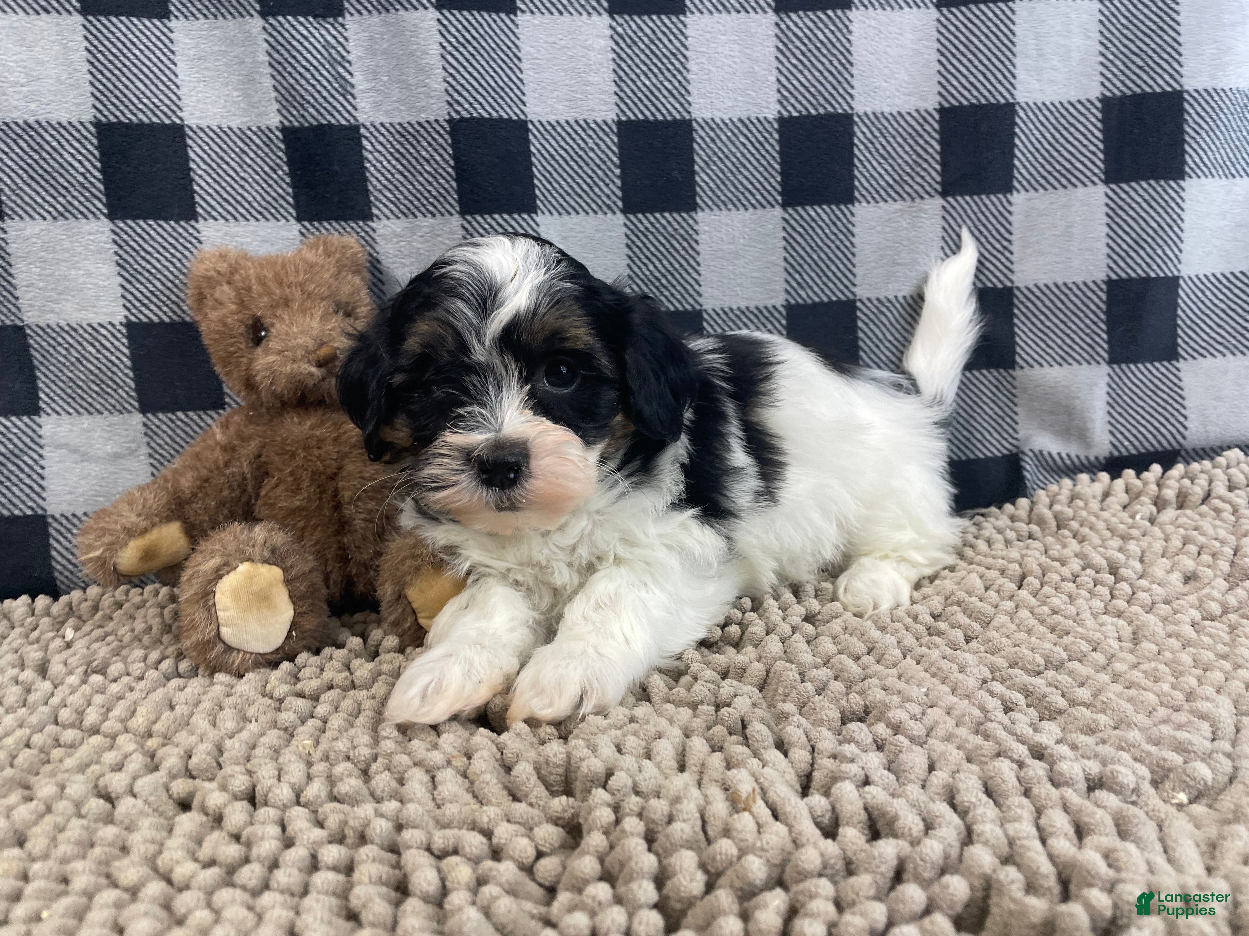 Teddy Bear dogs Jonah - Ad 20