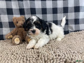 Teddy Bear dogs Jonah - Ad 23