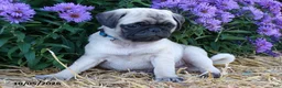 Pug dogs for sale: Dusty - Ad 3