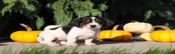 Dachshund dogs for sale: Bailey - Ad 9