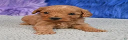 Cavapoo dogs for sale: Cavapoo 6 - Ad 3