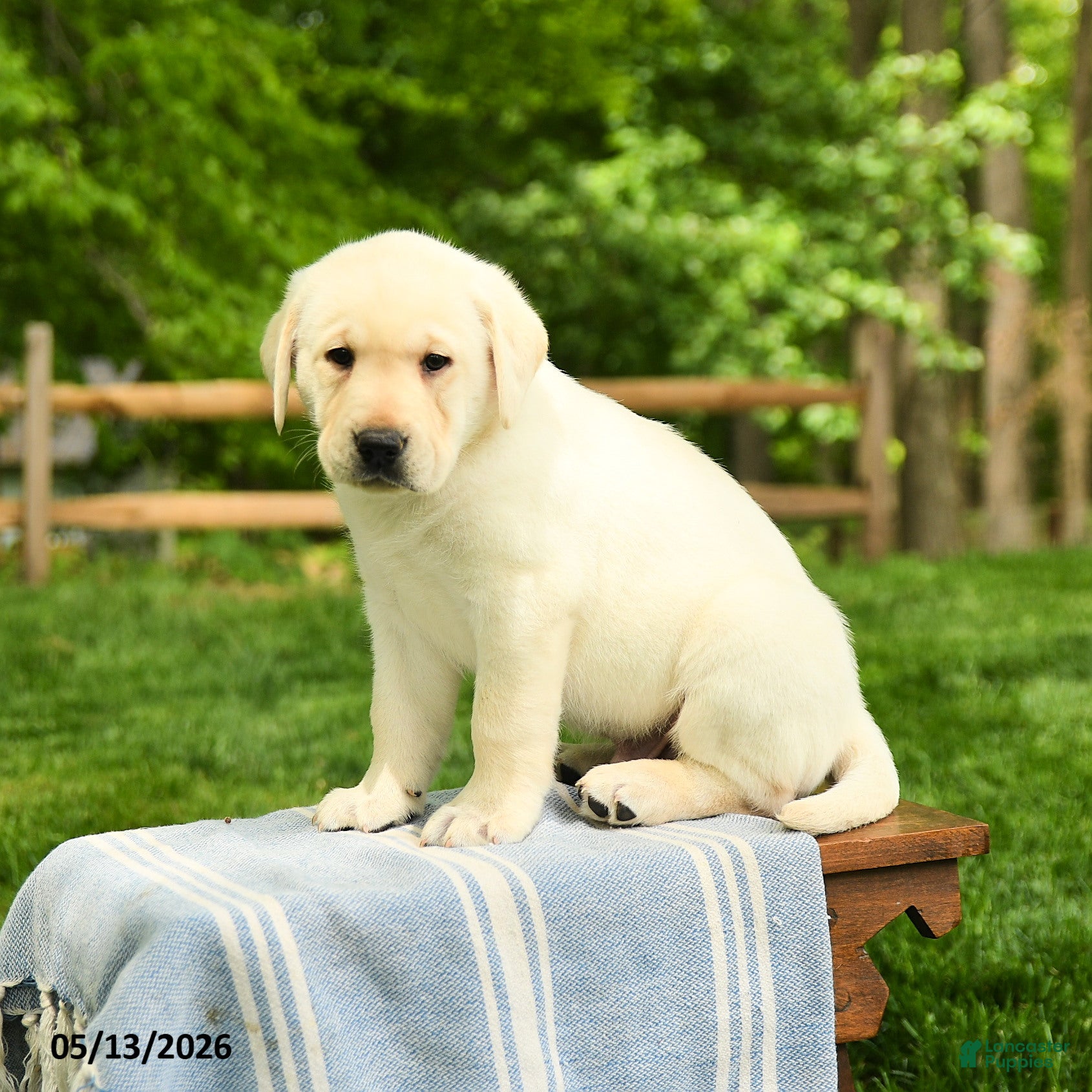 Labrador Retriever dogs for sale: Shogun - Ad 1