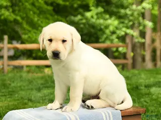 Labrador Retriever dogs for sale: Shogun - Ad 1