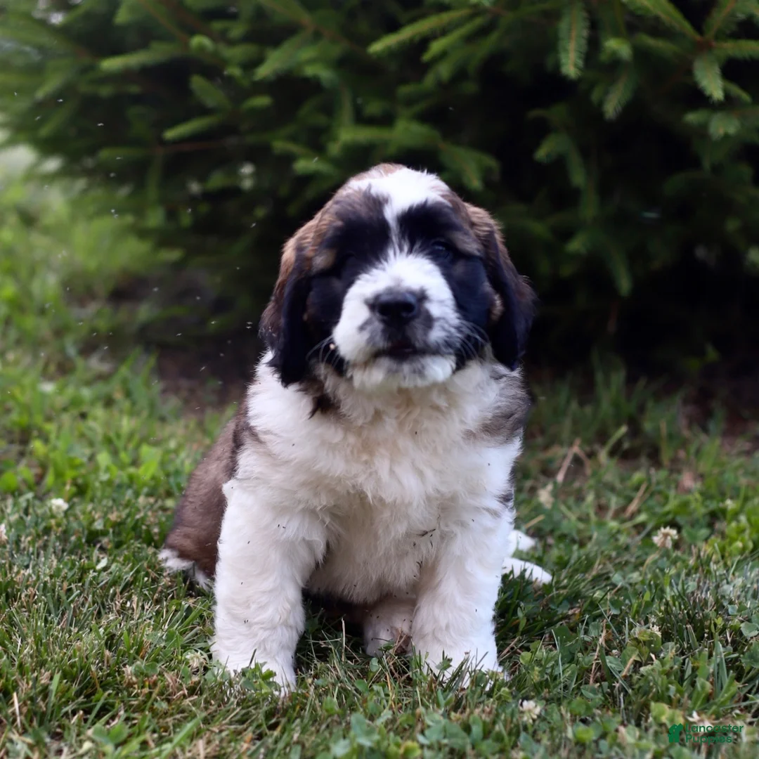 Saint Berdoodles dogs for sale: Belle - Ad 1