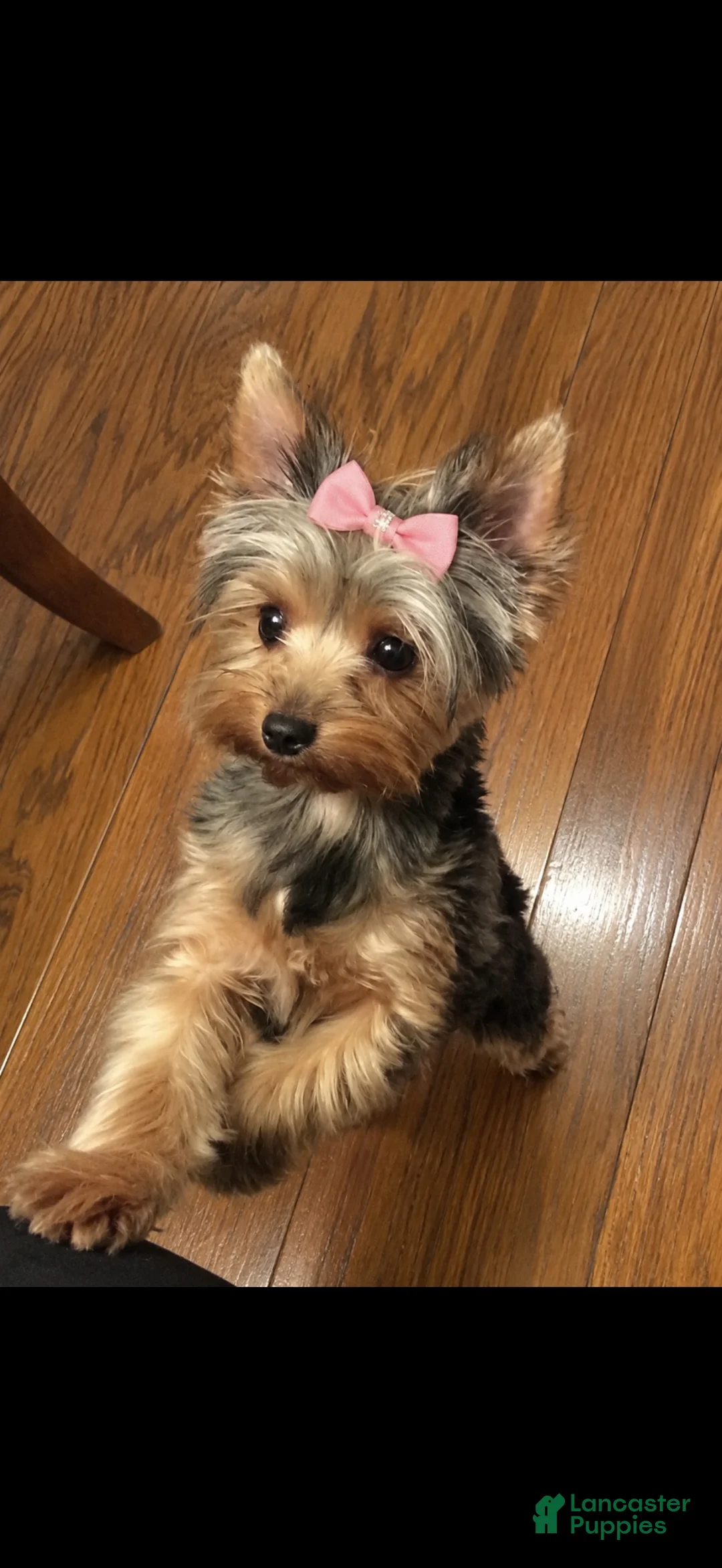 Yorkiepoo dogs for sale: Yorkiepoo 1 - Ad 3