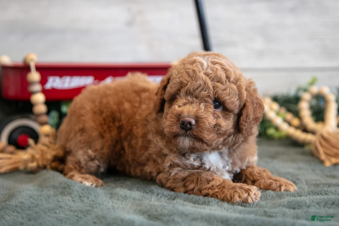Mini Goldendoodle dogs for sale: Santos - Ad 3