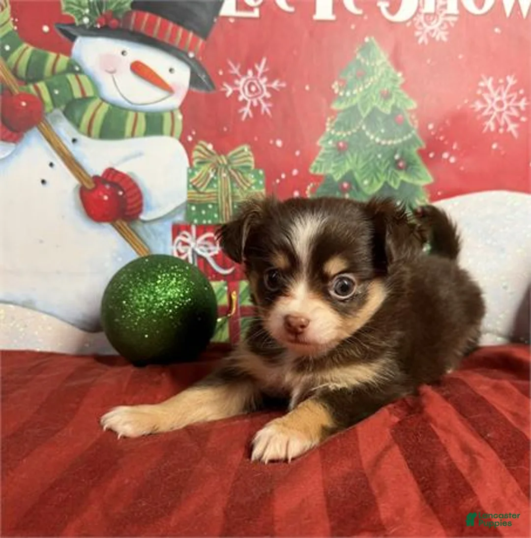Chihuahua dogs for sale: Chihuahua Puppy 1 - Ad 2