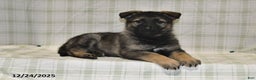 German Shepherd dogs for sale: Makayla - Ad 3