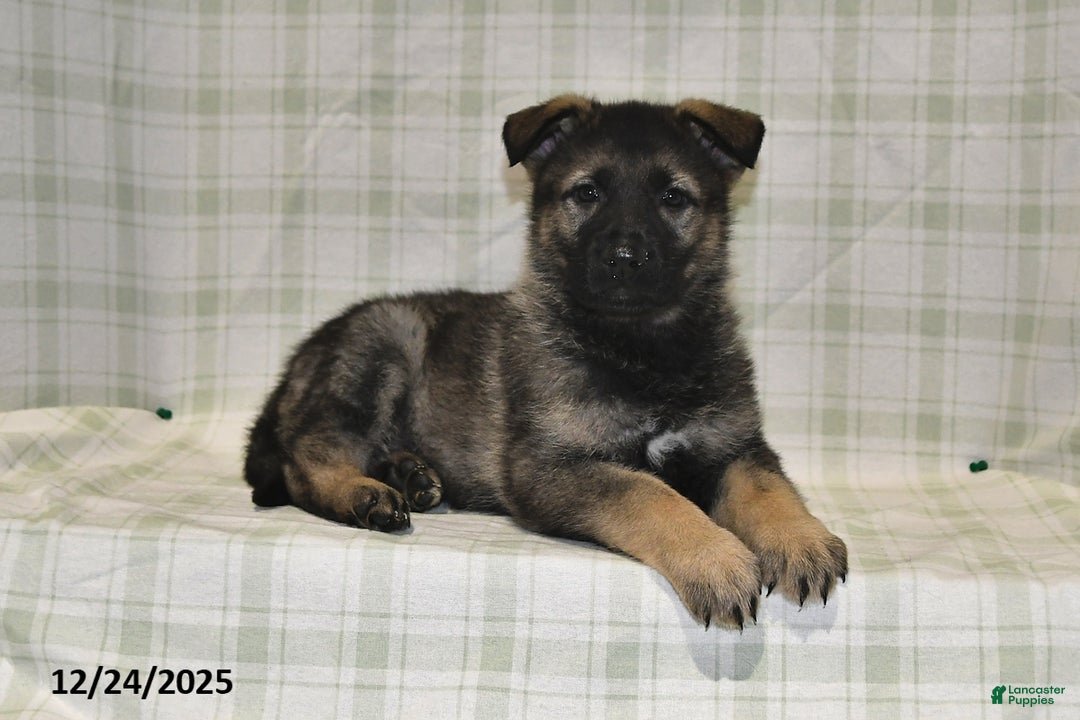 German Shepherd dogs for sale: Makayla - Ad 3