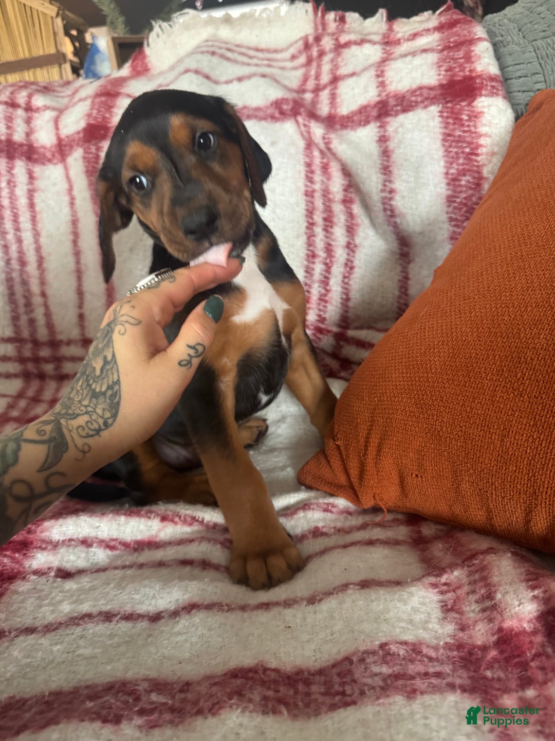 Mixed Breed dogs for sale: Mixed Breed Puppy 4 - Ad 8