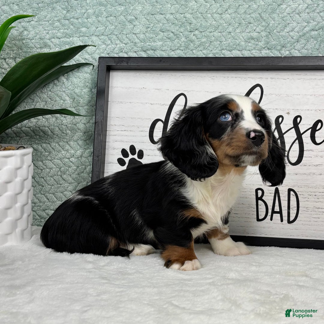 Miniature Dachshund dogs for sale: Miniature Dachshund Puppy 3 - Ad 5