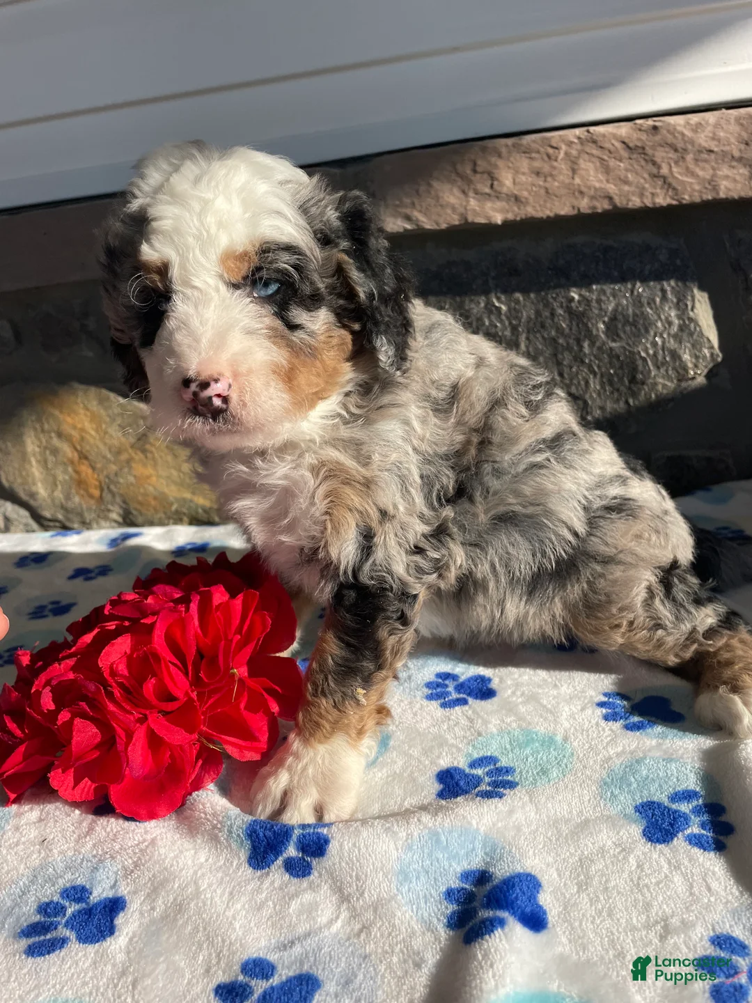 Mini Bernedoodle dogs for sale: Bowie - Ad 4