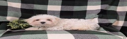 Maltese dogs for sale: Augustus 7 lbs Full Grown - Ad 6