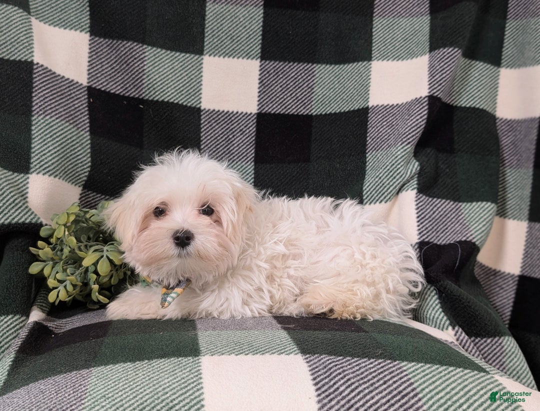 Maltese dogs for sale: Augustus 7 lbs Full Grown - Ad 6
