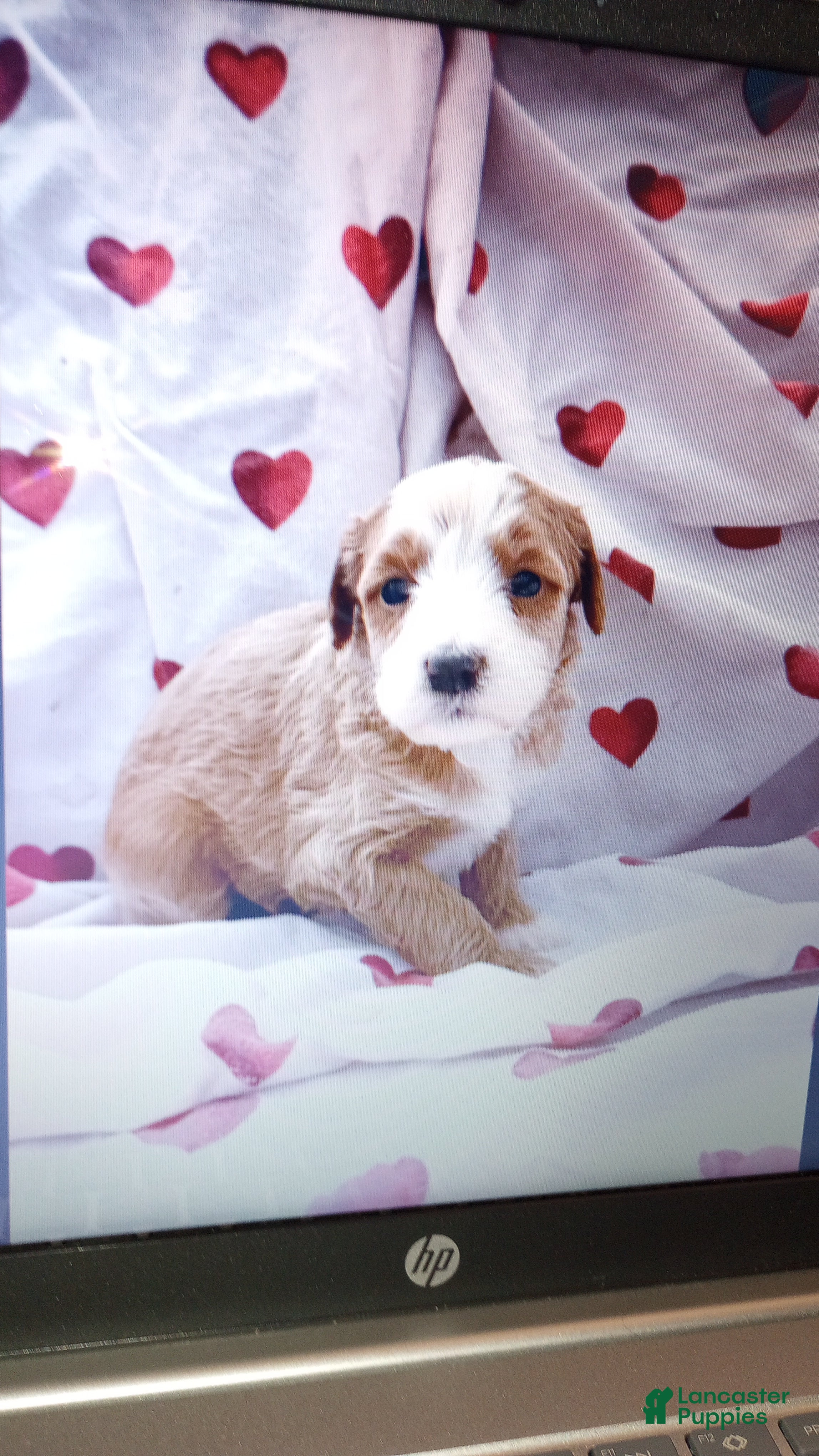 Bernedoodle dogs Clover - Ad 1