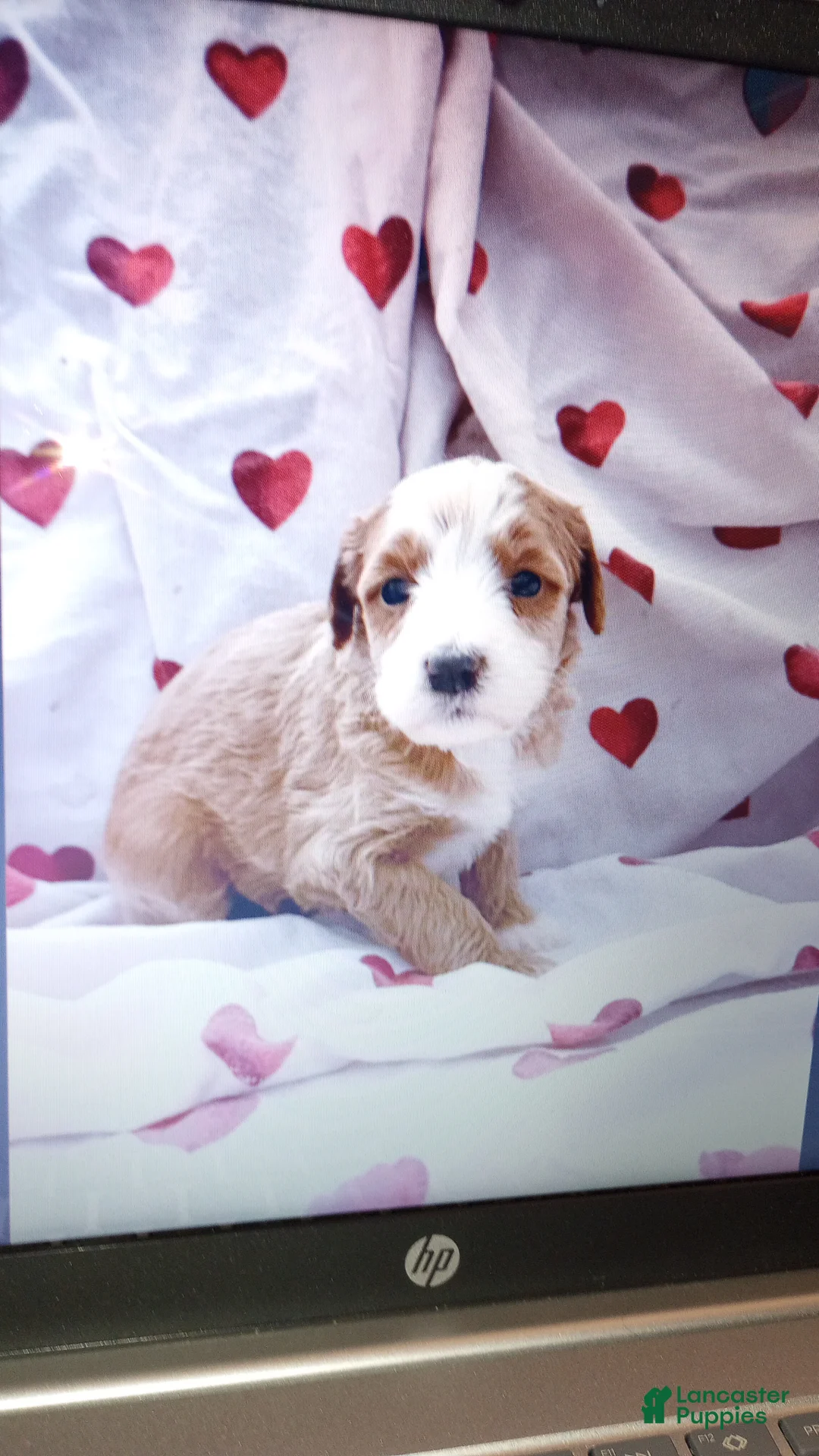 Bernedoodle dogs for sale: Clover - Ad 1