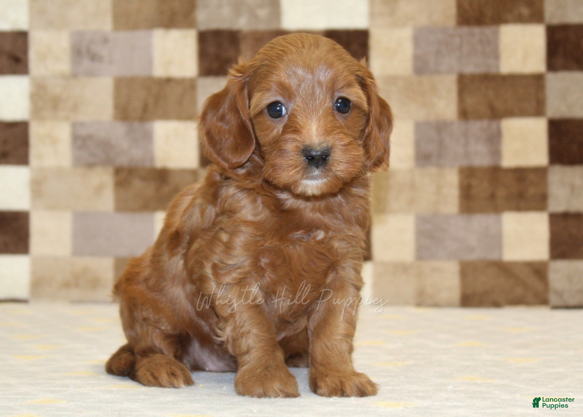 Cavapoo dogs for sale: Stella - Ad 3