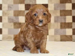 Cavapoo dogs for sale: Stella - Ad 3