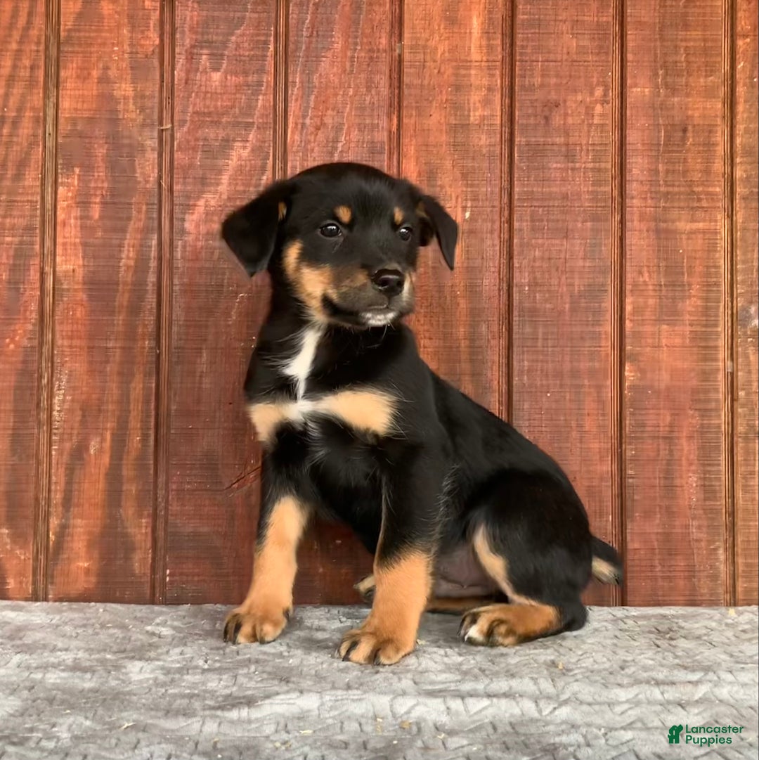 Mixed Breed dogs for sale: Jake - Ad 4