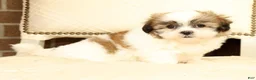 Malshi dogs for sale: Braxton - Ad 7