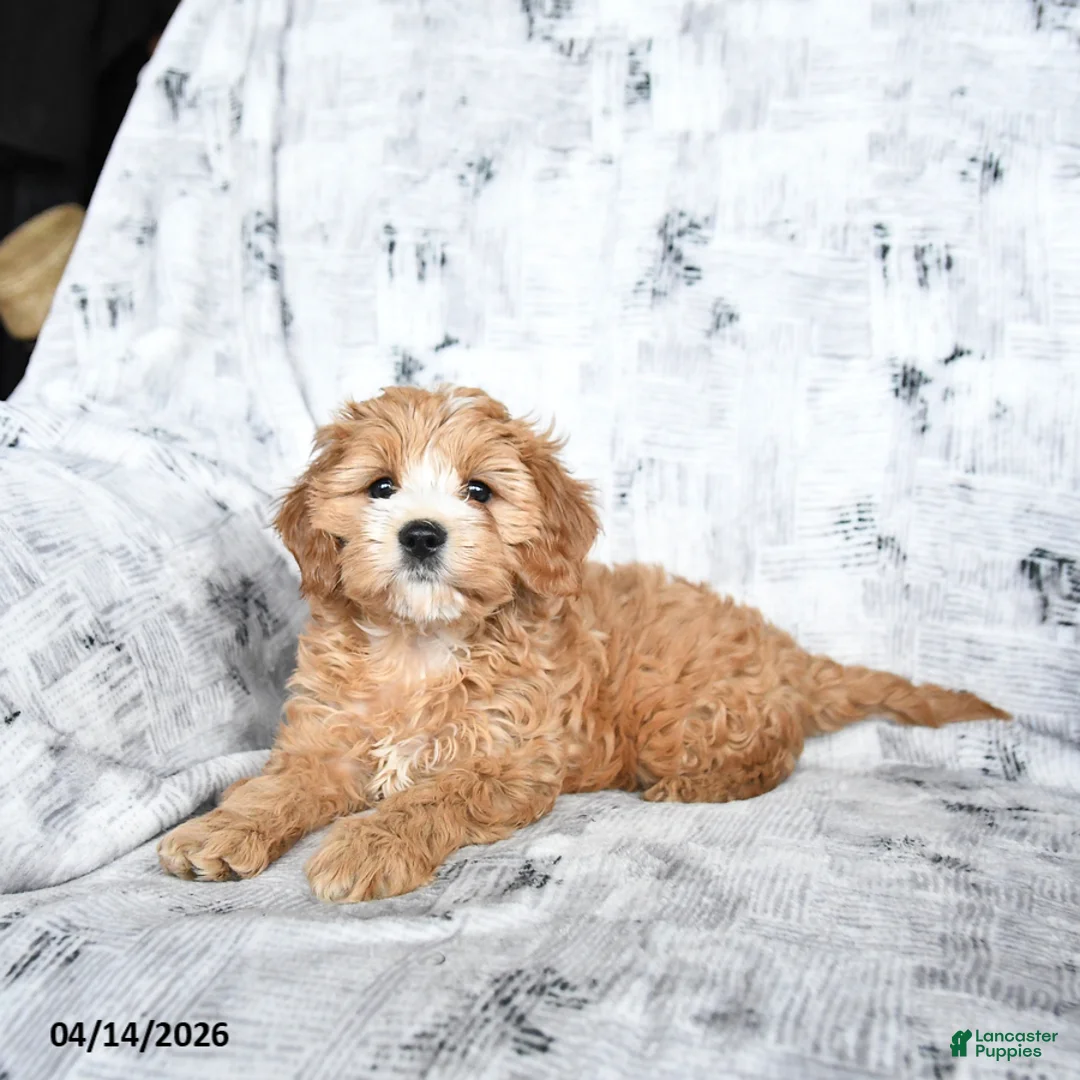 Cavapoo dogs for sale: Duke - Ad 2