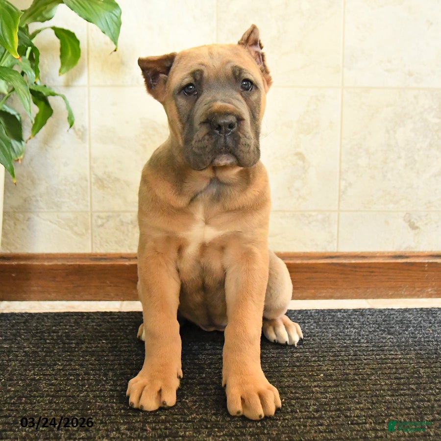 Cane Corso dogs Whisper - Ad 2
