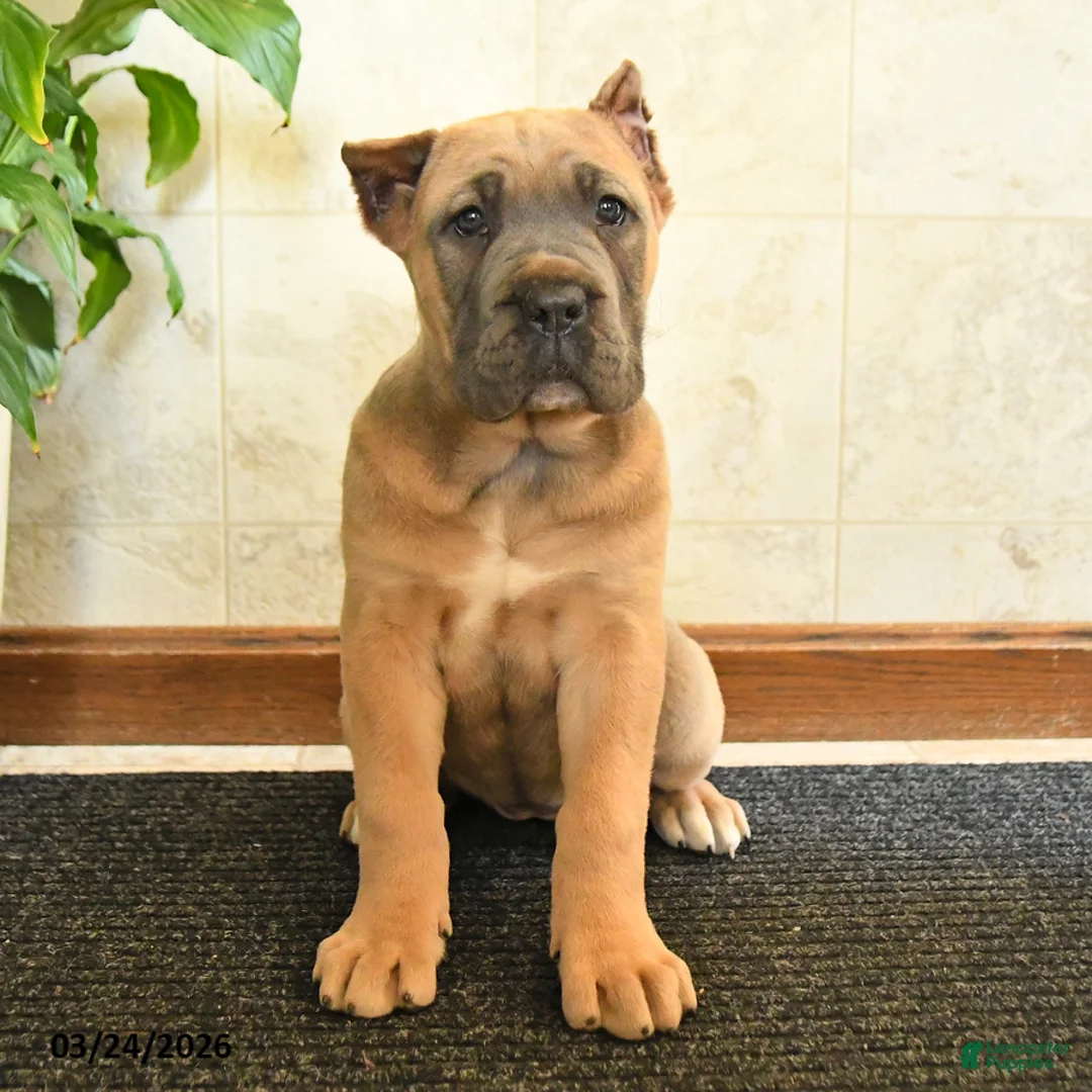 Cane Corso dogs for sale: Whisper - Ad 2