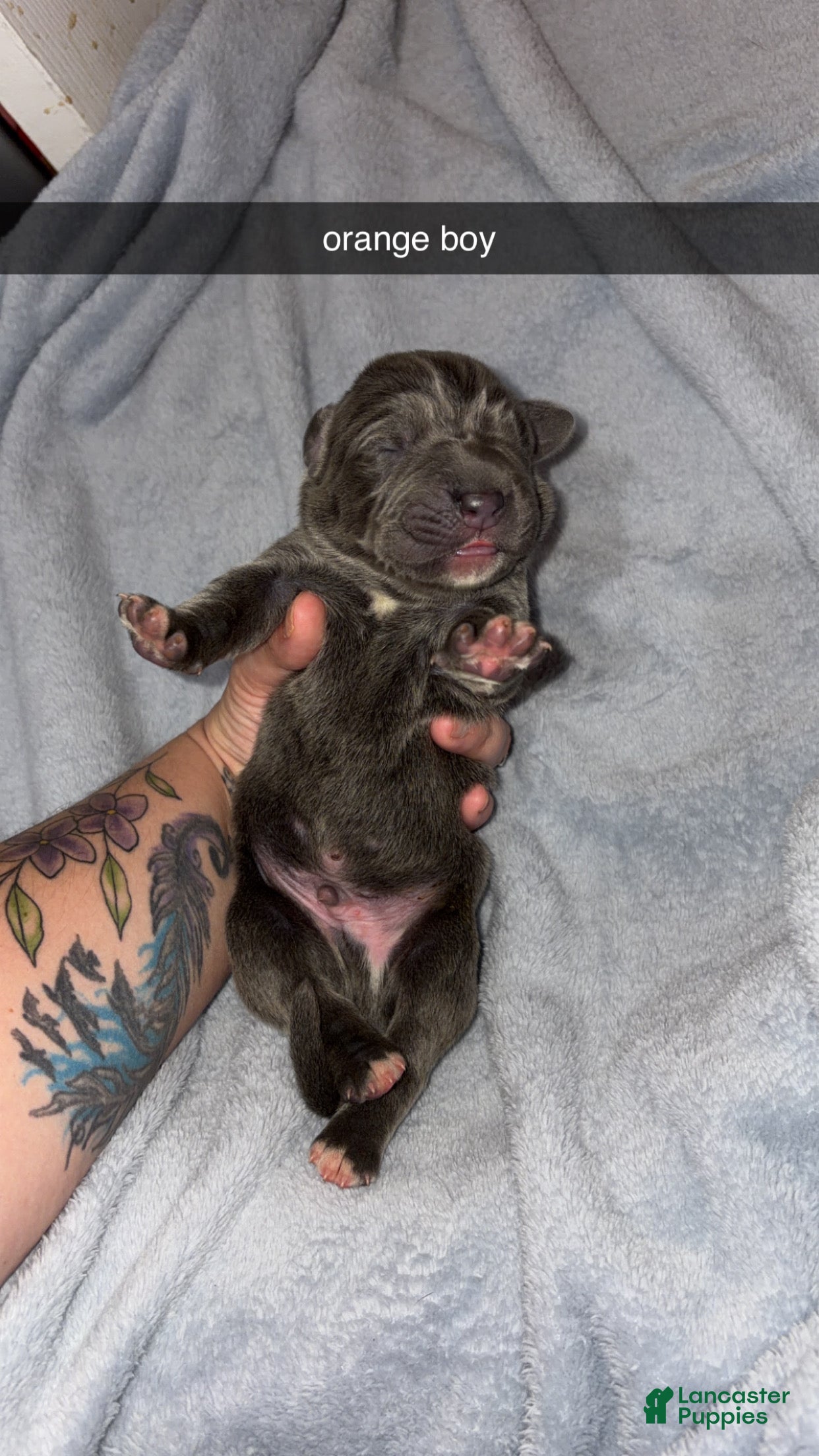Cane Corso dogs Cane Corso 1 - Ad 4