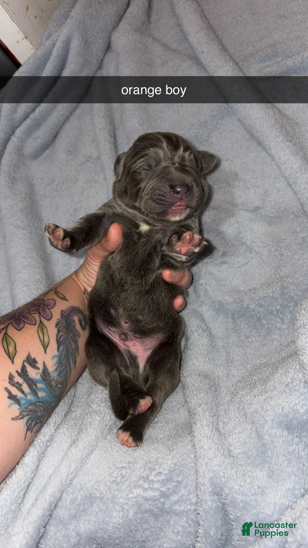 Cane Corso dogs for sale: Cane Corso 1 - Ad 1