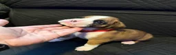 Boxer dogs for sale: Mickey - Ad 5