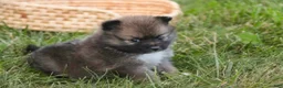 Pomeranian dogs for sale: Daphne Pomeranian  - Ad 6