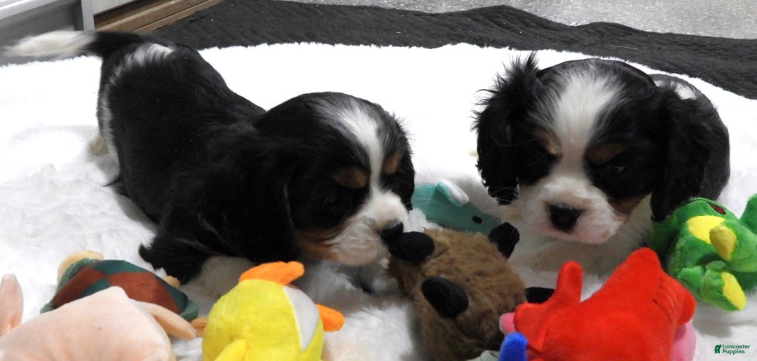Cavalier King Charles Spaniel dogs for sale: Cavalier King Charles Spaniel Puppy 2 - Ad 7