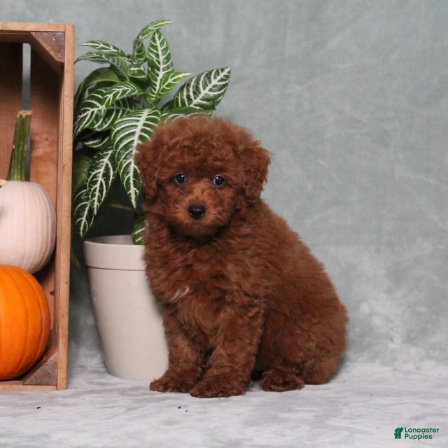 Miniature Poodle dogs Zippy - Ad 1