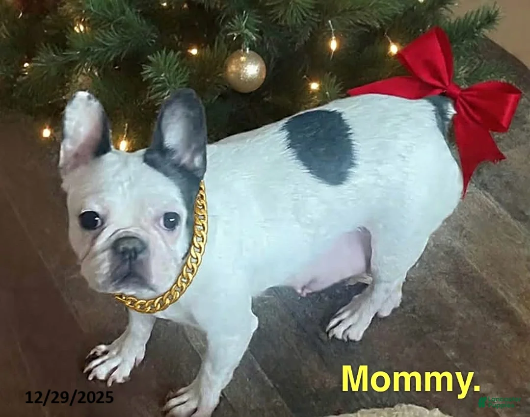 French Bulldog dogs for sale: Roseanna - Ad 2