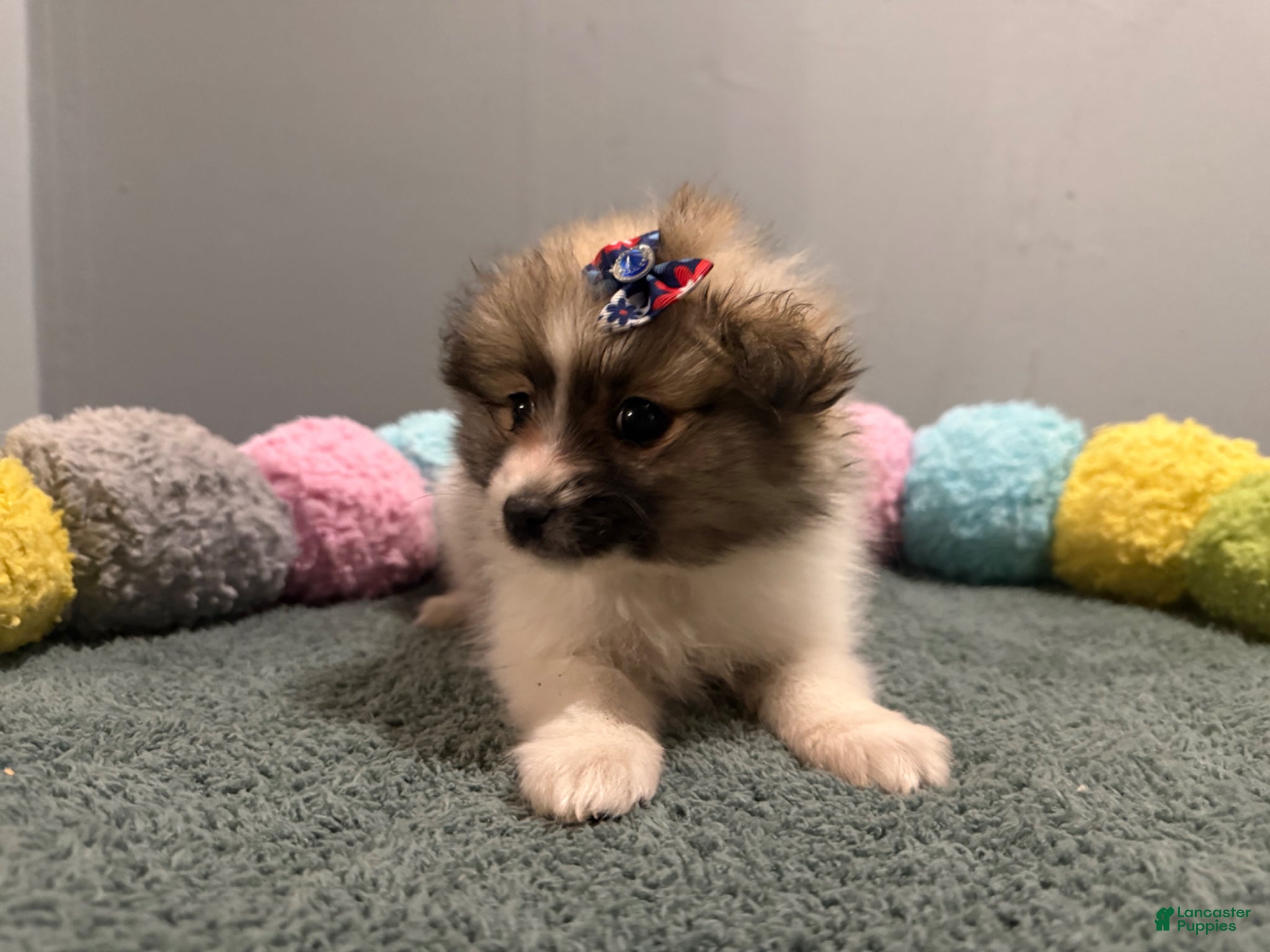 Pomeranian dogs Amelia  - Ad 2