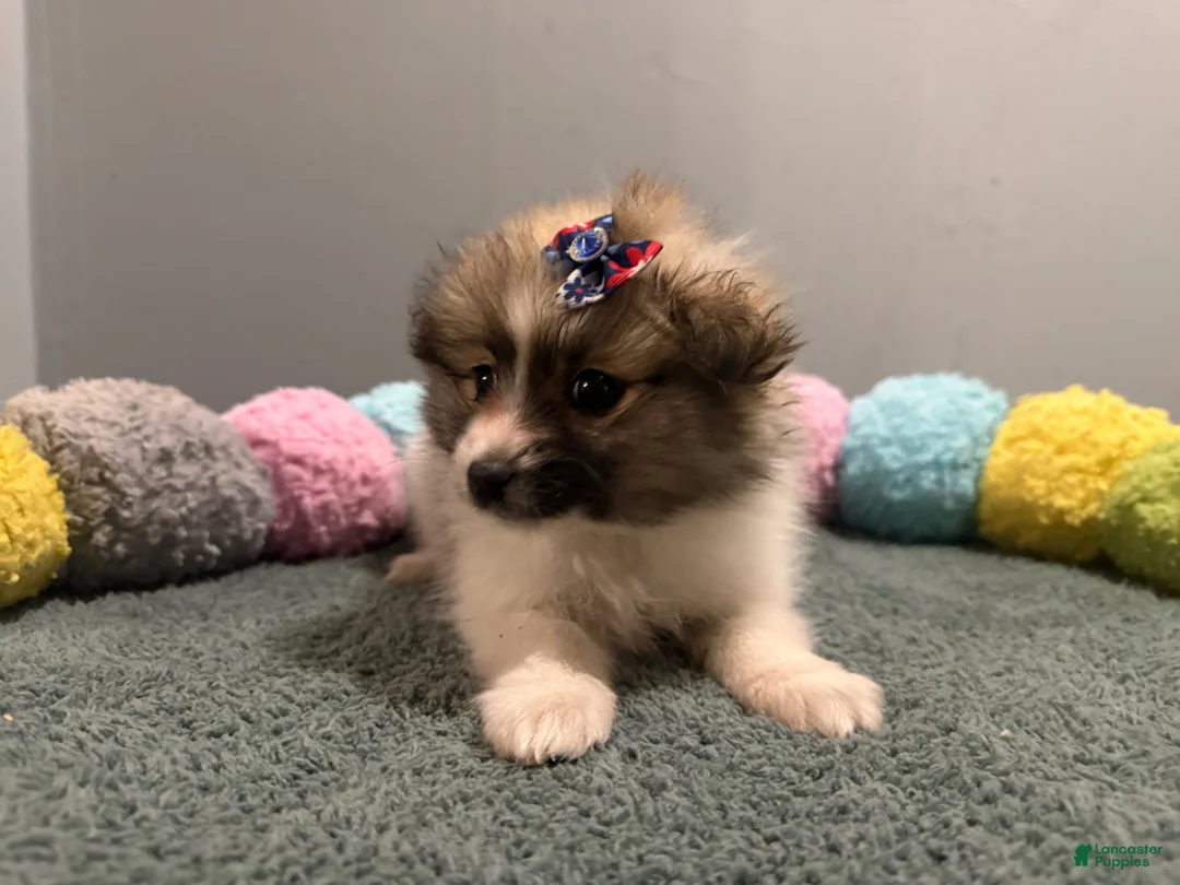 Pomeranian dogs for sale: Amelia  - Ad 2