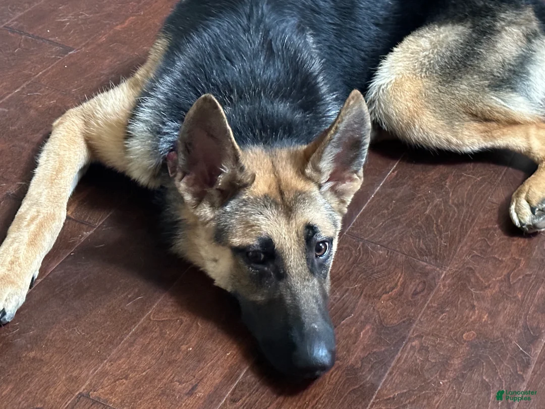 Mixed Breed dogs for sale: Mixed Breed Puppy 1 - Ad 4
