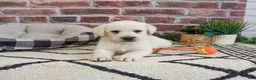 Labrador Retriever dogs for sale: Webber  - Ad 4