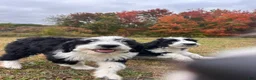 Aussiedoodle dogs for sale: Bruno - Ad 7